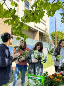 Students at IVA High carry a variety of plants to plant in garden beds. They are in the school's outdoor backyard.