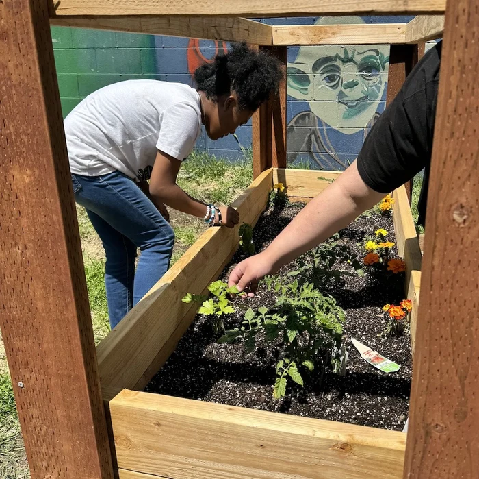 A person in a white t-shirt working in a raised garden bed